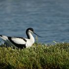 Avocette élégante