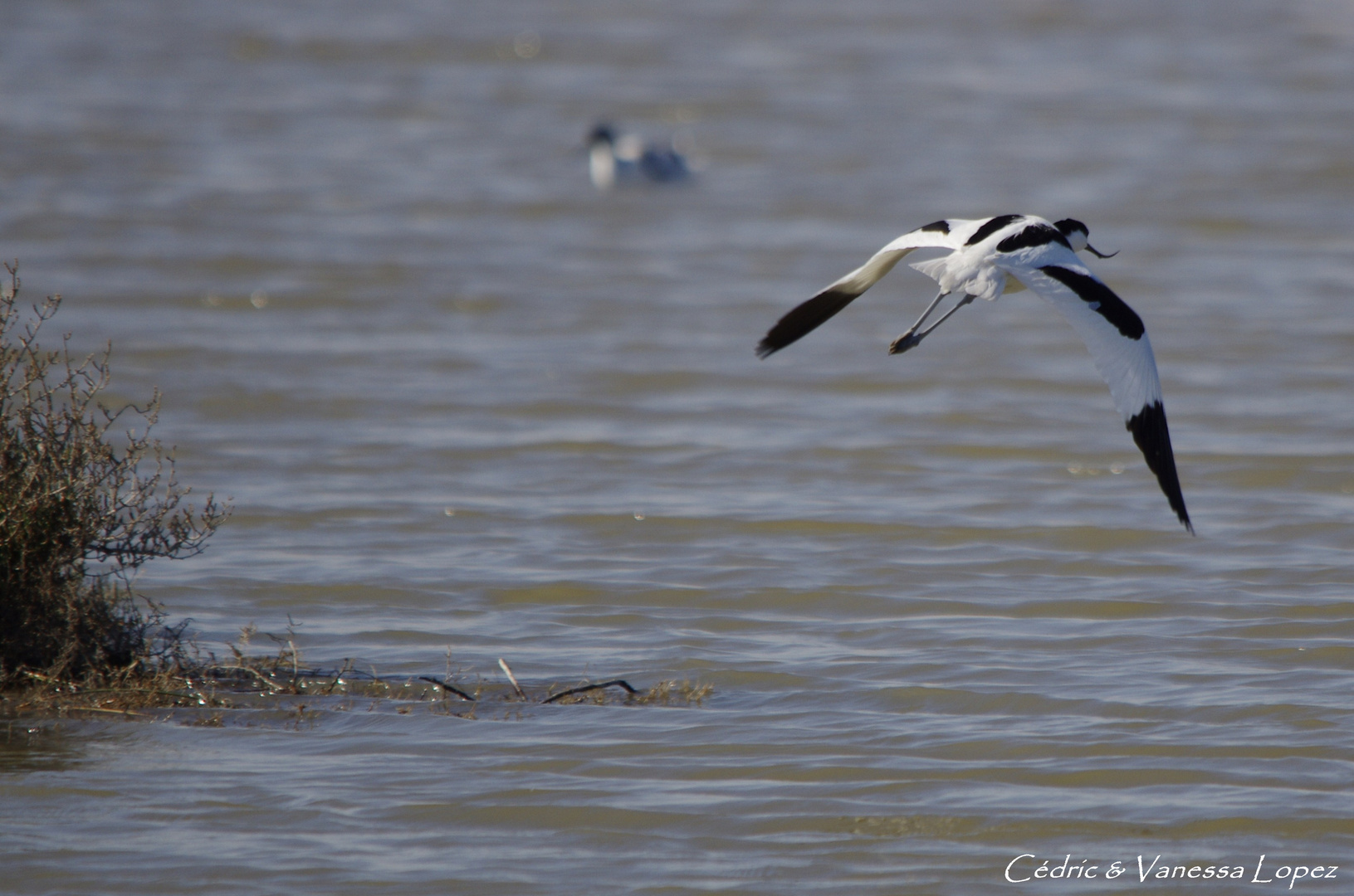 Avocette élégante