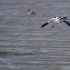 Avocette élégante