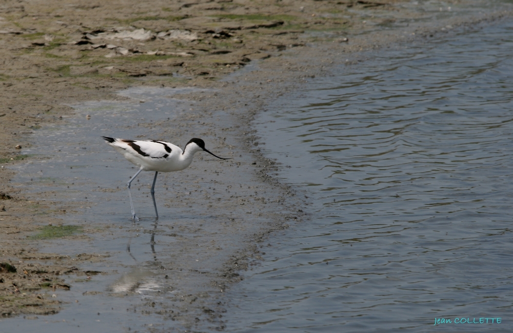 Avocette élégante.