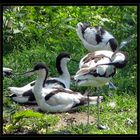 avocettes