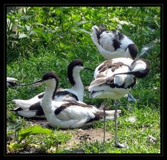 avocettes