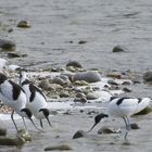 Avocettes a la peche