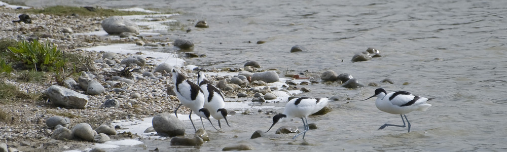 Avocettes a la peche