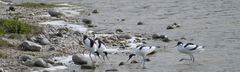 Avocettes a la peche