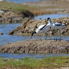 Avocettes