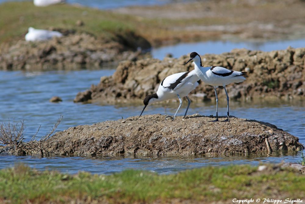 Avocettes