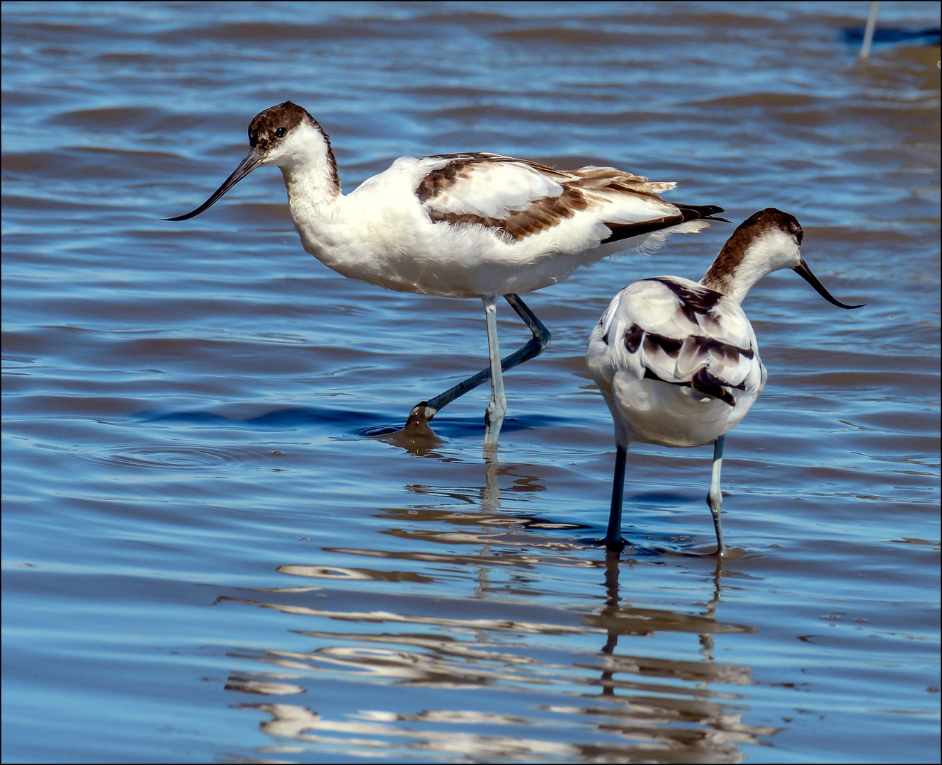 Avocettes élégantes