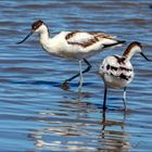 Avocettes élégantes