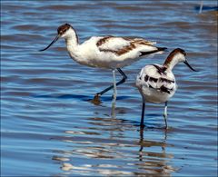 Avocettes élégantes