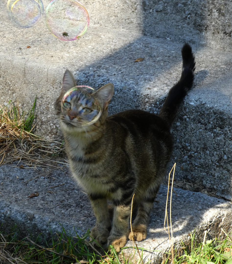 * avoir la tête dans la bulle !! * ;-))))