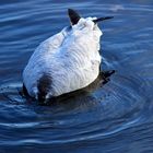 Avoir La Tête sous L Eau.......