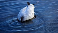 Avoir La Tête sous L Eau.......