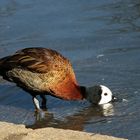 Avoir le bec dans l'eau !