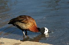 Avoir le bec dans l'eau !