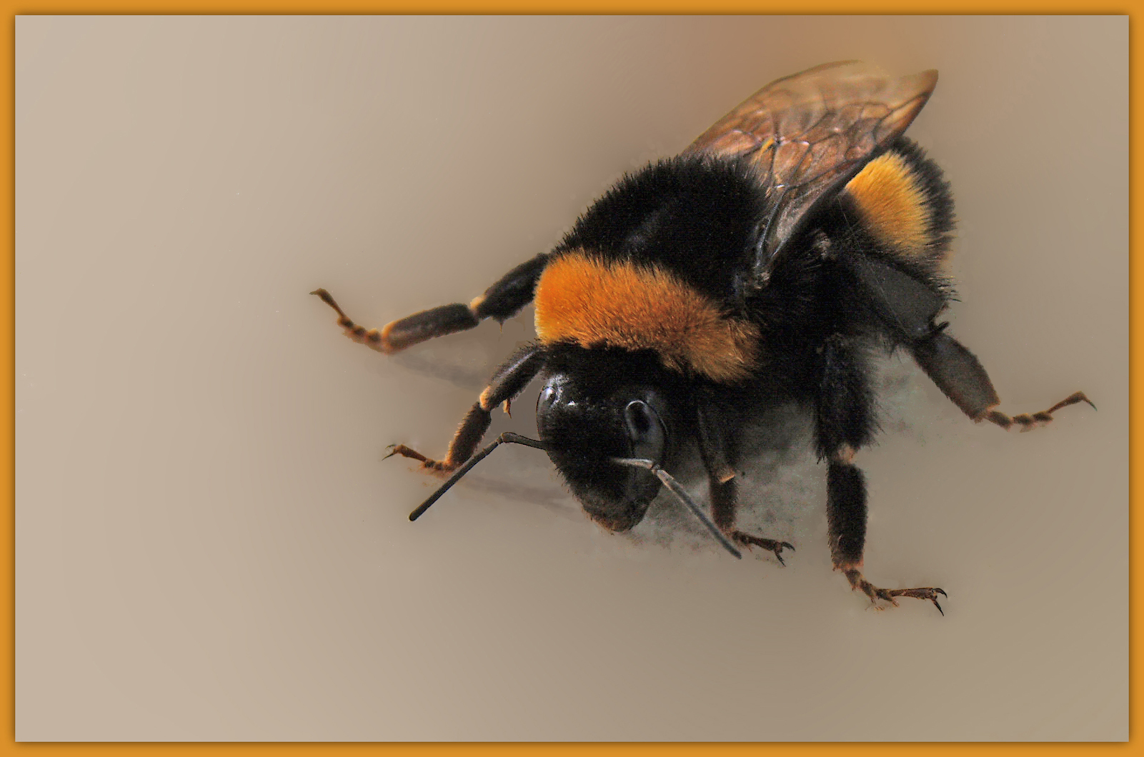 avoir le bourdon entre les deux tours… ! photo et image macro nature, macro insectes, les