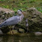 Avoir les yeux plus gros que le ventre (Ardea cinerea, héron cendré)