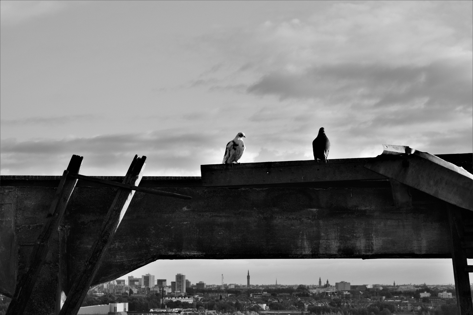 Avoir pigeon sur rue