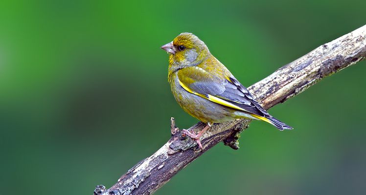 ...Avril en poésie....