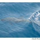 Avvistamento di delfino nel santuario dei cetacei Mar Ligure