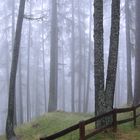 avvolgo e nascondo...sono la nebbia.