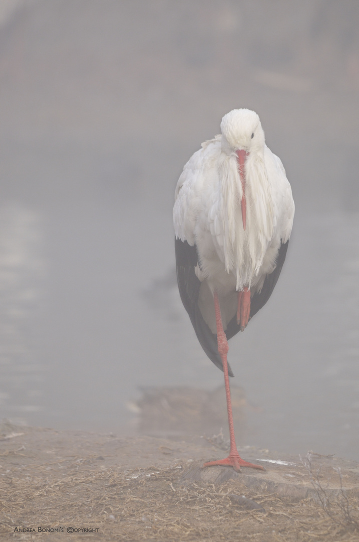 Avvolta dalla nebbia