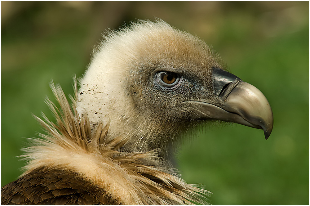 Avvoltoio Foto & Bild animali, zoo e allevamenti, falconeria Bilder