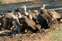 Avvoltoio Monaco + Grifone