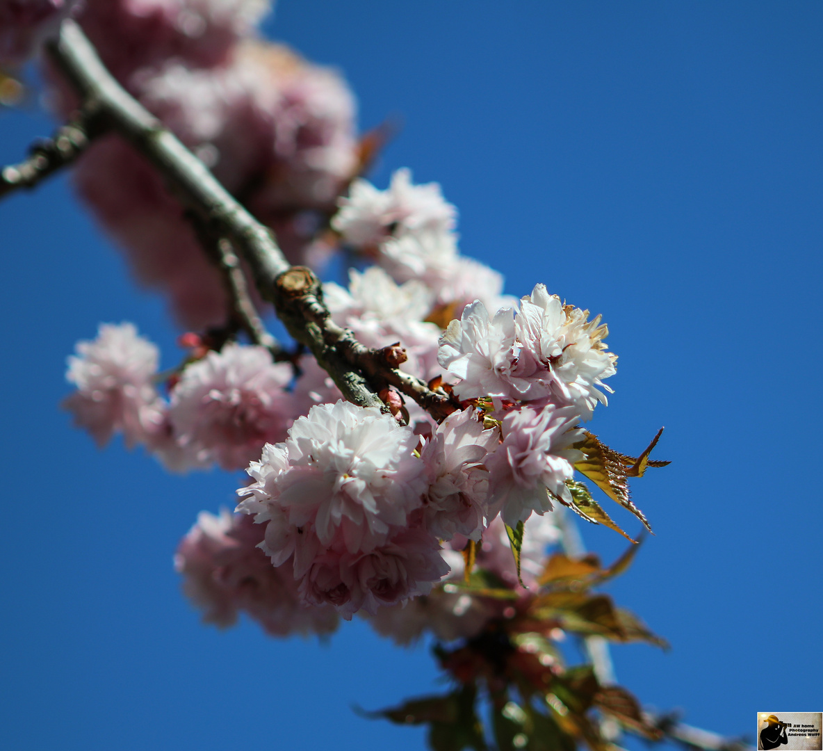 aw home , Blüten 