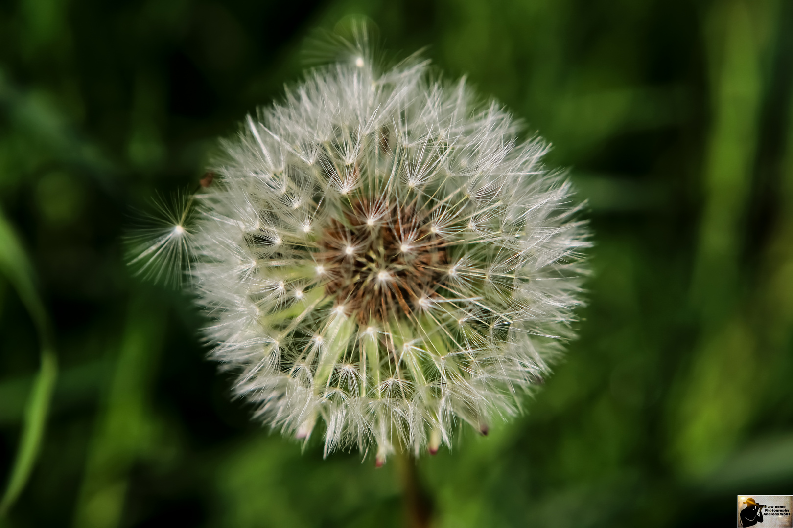 aw home, Pusteblume 