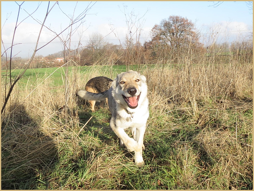 Awa - beim Toben