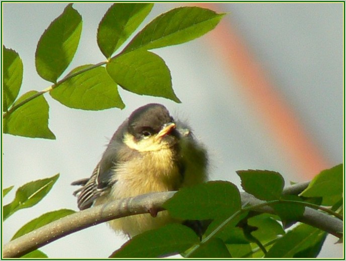 awaiting the meal