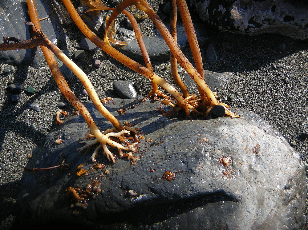 Awaiting the tide