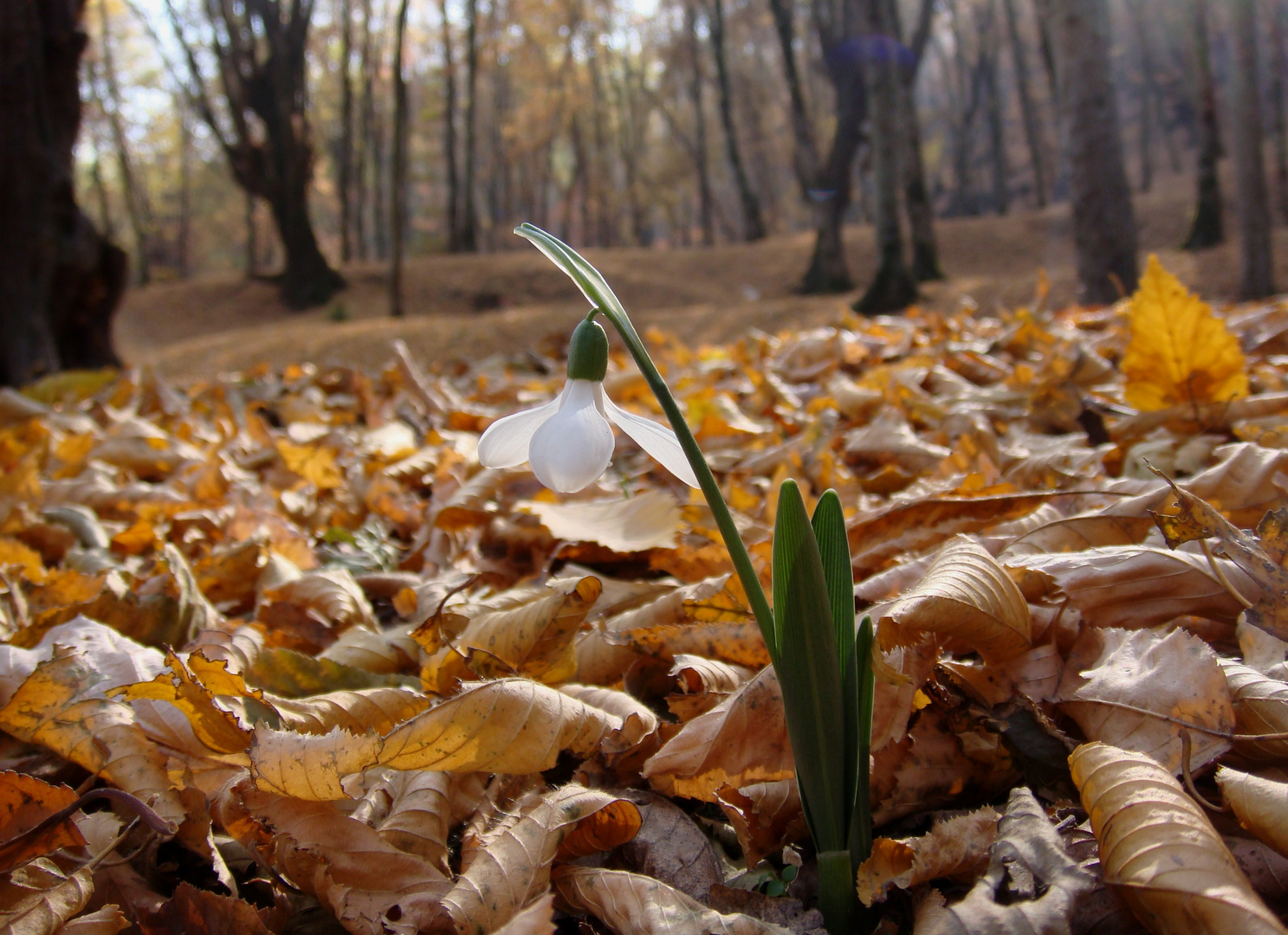 Awake In Autumn..