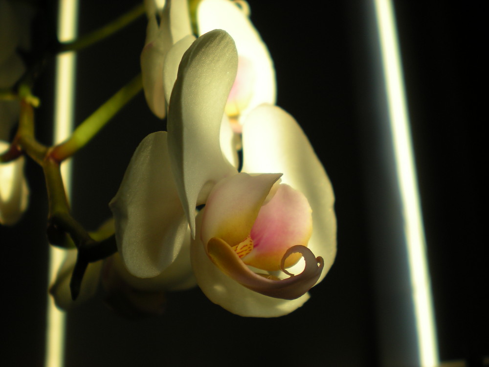 "Awakening of the Orchid"