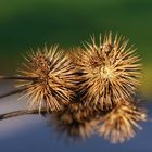 "Away thistle in the last sunlight"