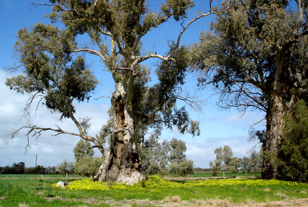 Awesome tree, 2