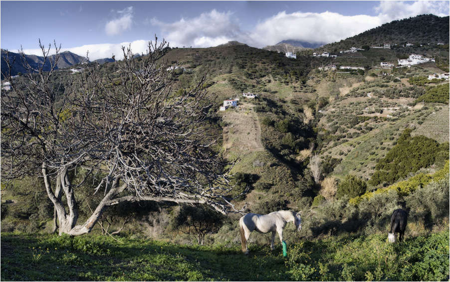 Axarquia