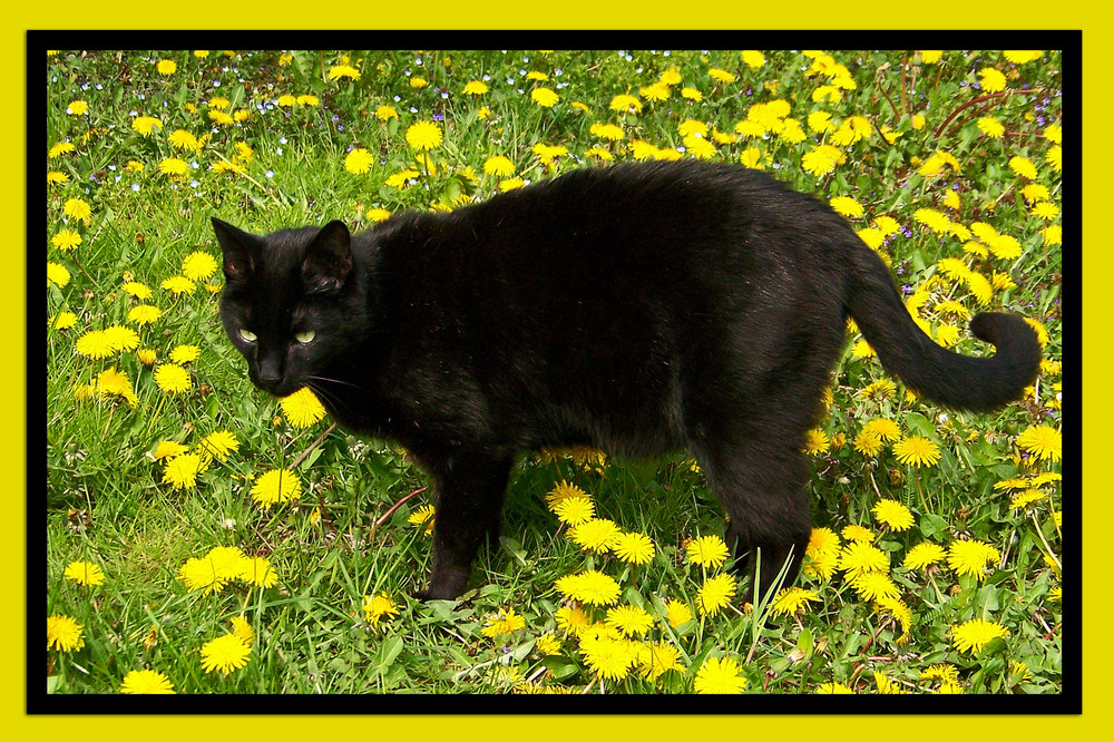 Axel auf der Blumenwiese....