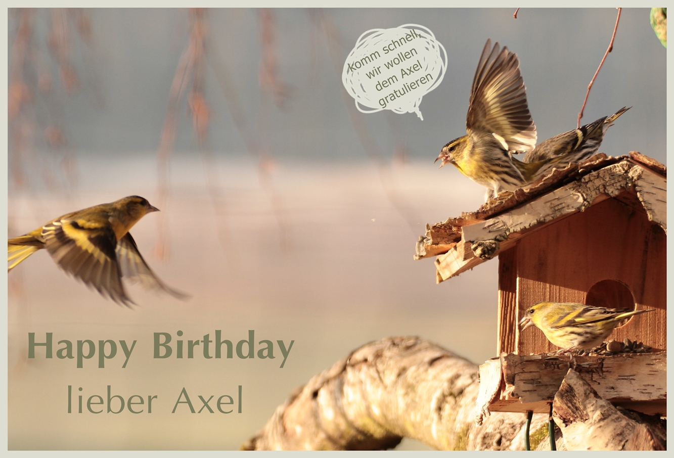 Axel hat Geburtstag Foto & Bild spezial, natur, vögel Bilder auf
