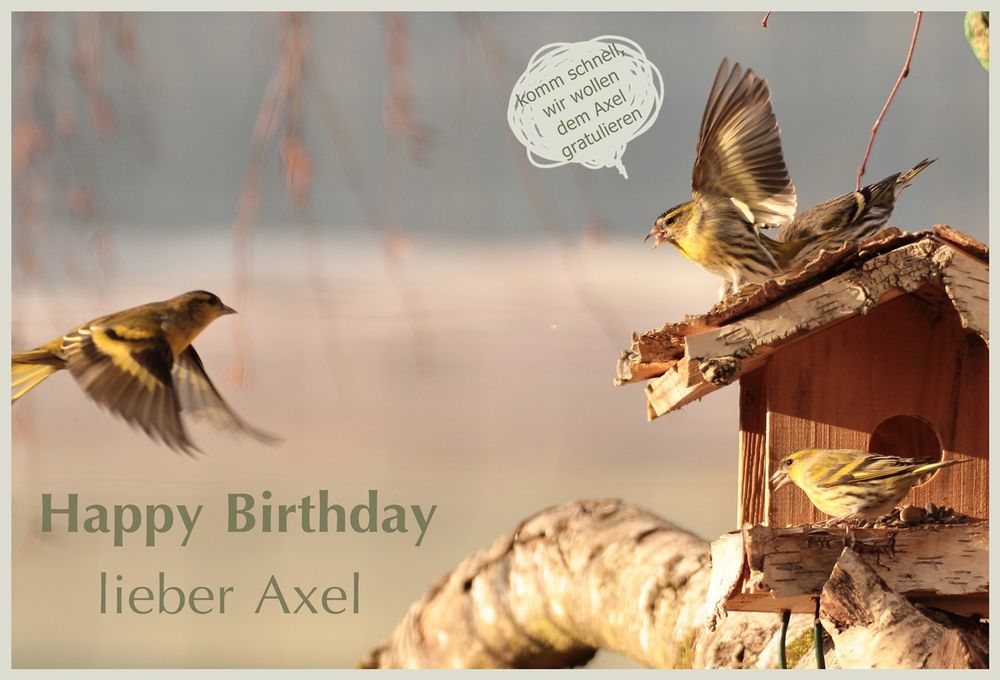 Axel hat Geburtstag Foto & Bild spezial, natur, vögel Bilder auf
