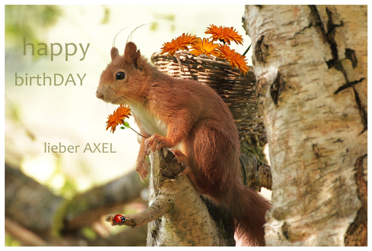 Axel hat Geburtstag Foto & Bild spezial, karte, hörnchen Bilder auf