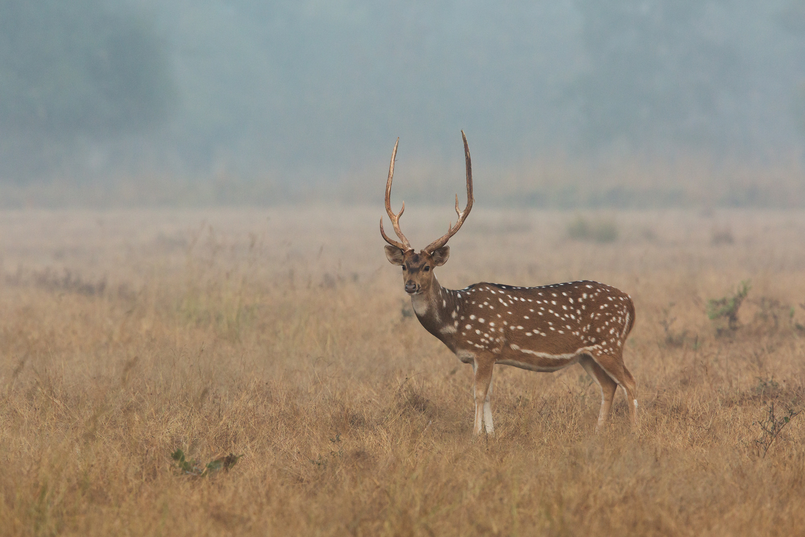 Axis Hirsch im Morgendunst