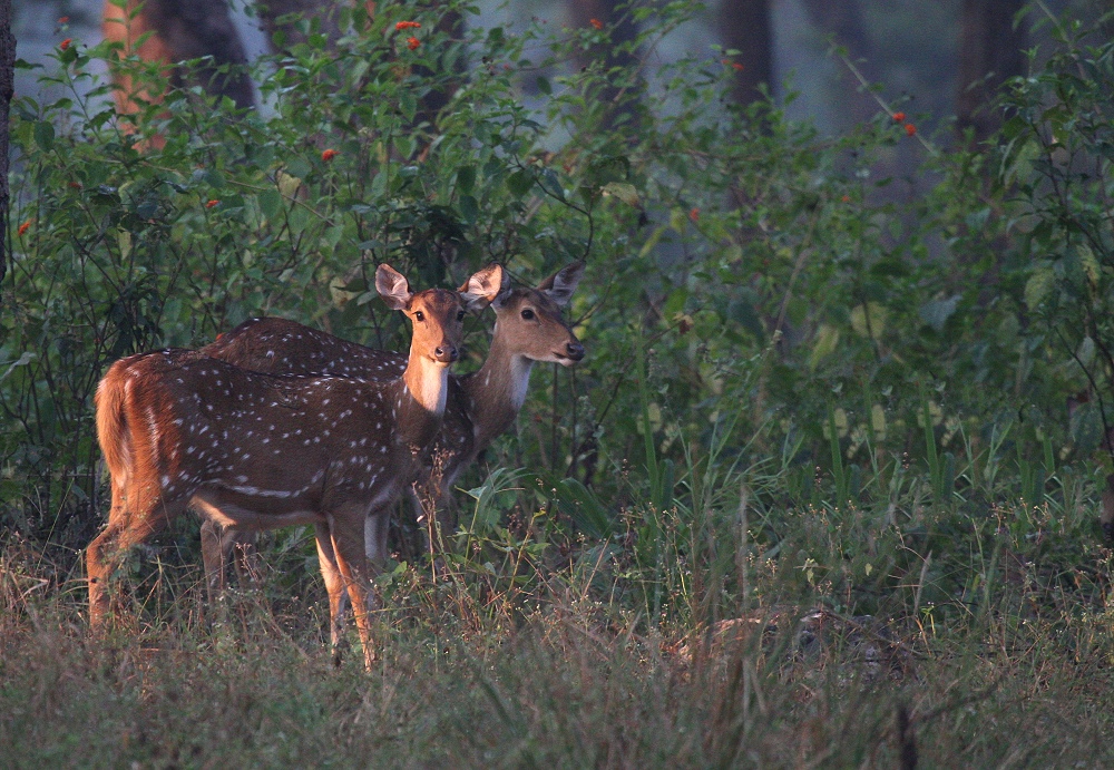 Axishirsch (Axis axis) im Kanha National Park