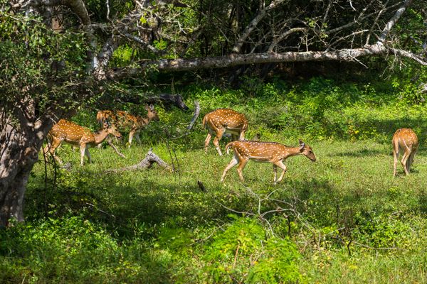 Axishirsche - Yala Nationalpark - Sri Lanka