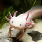 Axolotl...