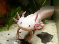 Axolotl...