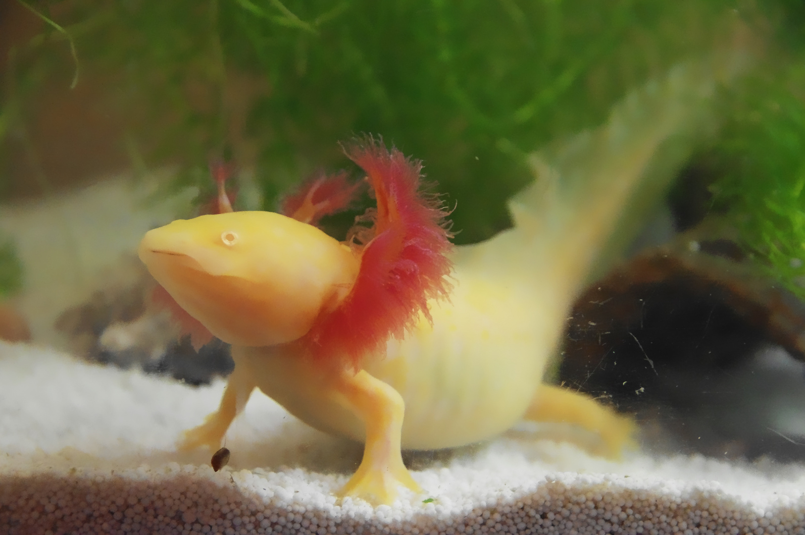 Axolotl 1 Foto & Bild | tiere, haustiere, aquaristik Bilder auf