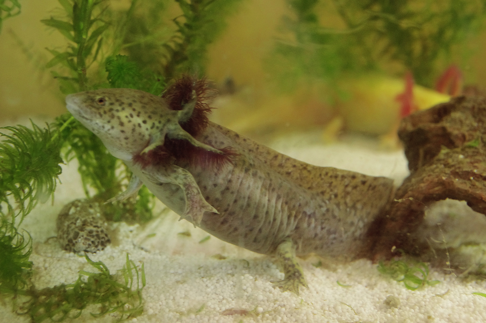 Axolotl 2