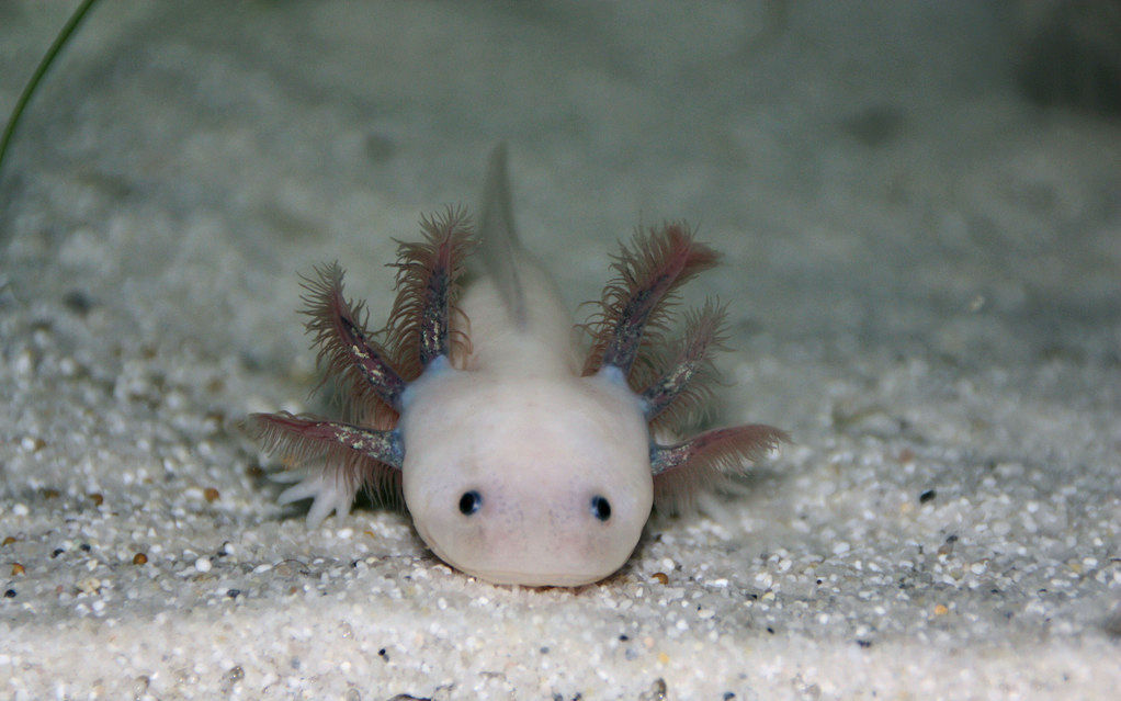 Axolotl